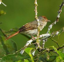 Chestnut-capped flycatcher httpsuploadwikimediaorgwikipediacommonsthu