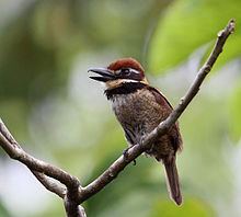 Chestnut-capped puffbird httpsuploadwikimediaorgwikipediacommonsthu