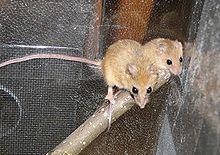 Chestnut climbing mouse httpsuploadwikimediaorgwikipediacommonsthu
