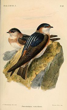 Chestnut-collared swallow httpsuploadwikimediaorgwikipediacommonsthu