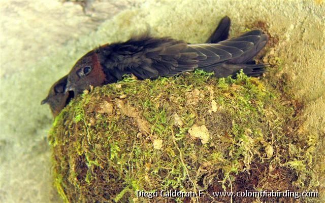 Chestnut-collared swift Chestnutcollared Swift Streptoprocne rutila videos photos and