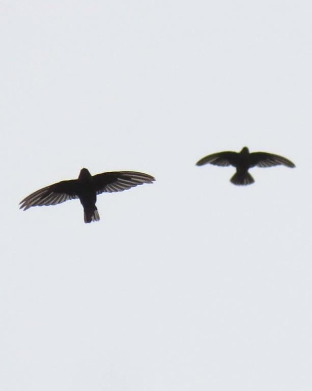 Chestnut-collared swift BirdsEye Photography Review Photos