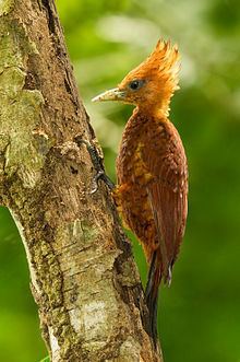 Chestnut-coloured woodpecker httpsuploadwikimediaorgwikipediacommonsthu