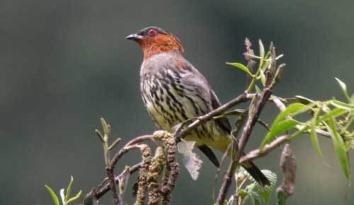 Chestnut-crested cotinga Surfbirds Online Photo Gallery Search Results