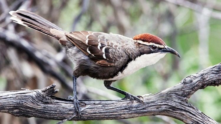 Chestnut-crowned babbler Like Us ChestnutCrowned Babblers Convey Meaningful Messages