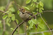 Chestnut-crowned sparrow-weaver httpsuploadwikimediaorgwikipediacommonsthu