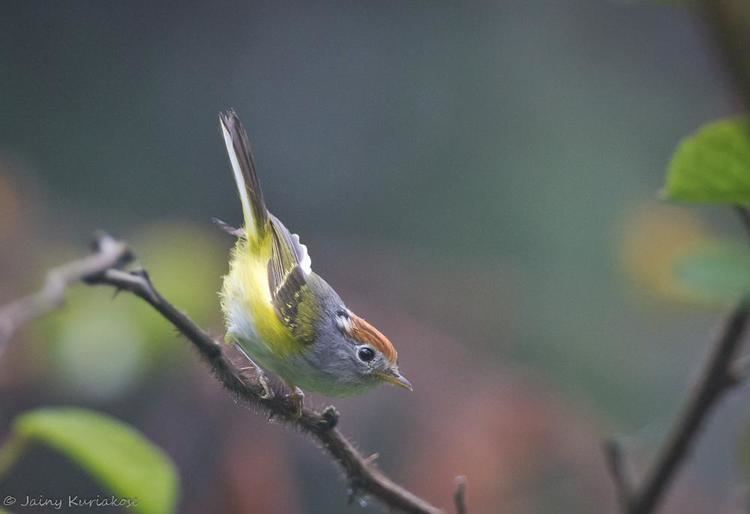 Chestnut-crowned warbler Chestnutcrowned Warbler Seicercus castaniceps videos photos and