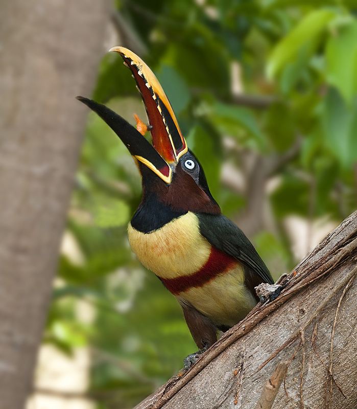 Chestnut Eared Aracari Alchetron The Free Social Encyclopedia Chestnut Eared Aracari Alchetron The Free Social Encyclopedia