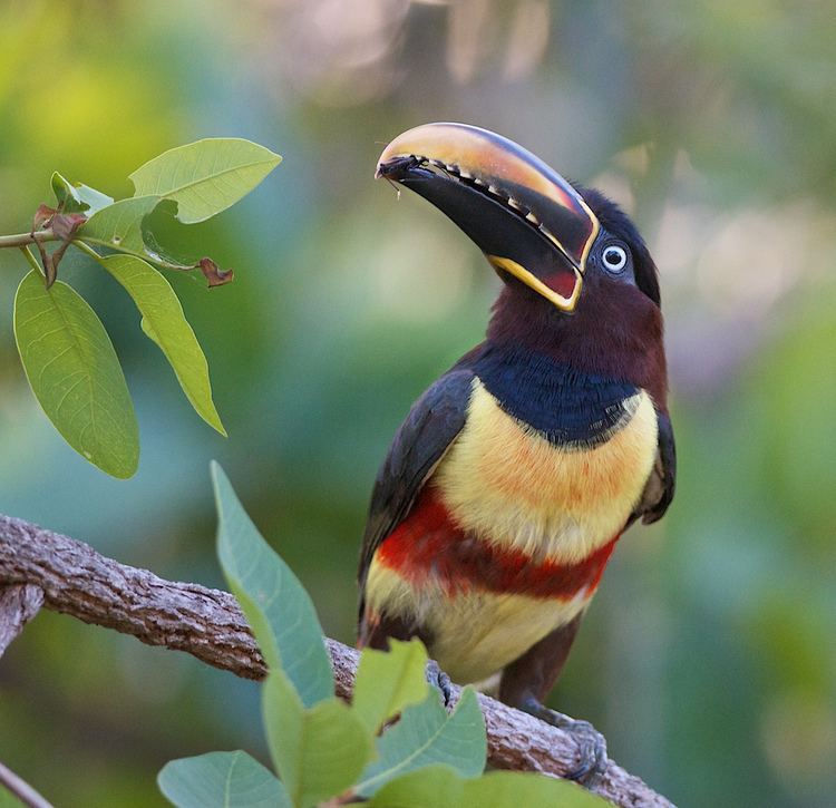 Chestnut eared aracari - Alchetron, The Free Social Encyclopedia