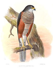 Chestnut-flanked sparrowhawk httpsuploadwikimediaorgwikipediacommonsthu