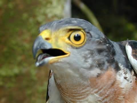 Chestnut-flanked sparrowhawk More on Accipiter castanilius Chestnutflanked Sparrowhawk