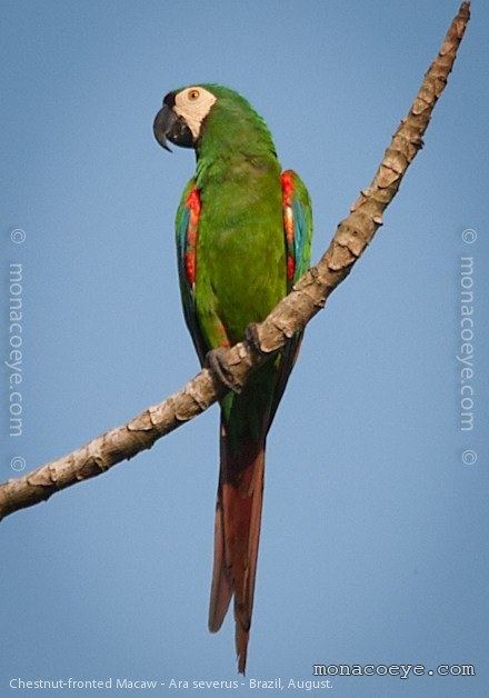 Chestnut-fronted macaw Chestnut Fronted Macaw Psittacidae Parrots Macaws Brazil Para