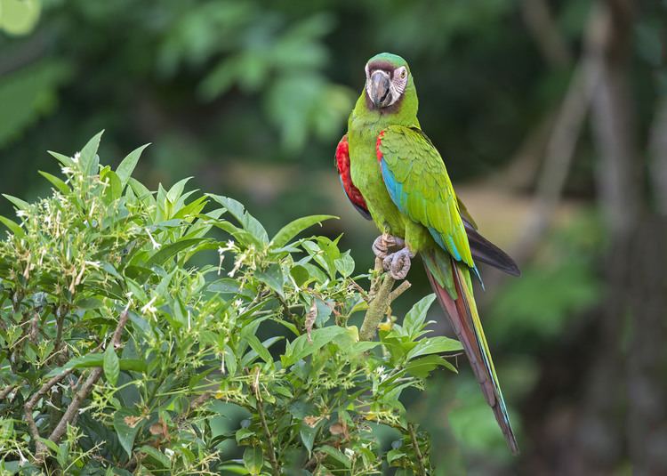 Chestnut-fronted macaw Ara severus Chestnutfronted Macaw Guacamayo Severo Flickr
