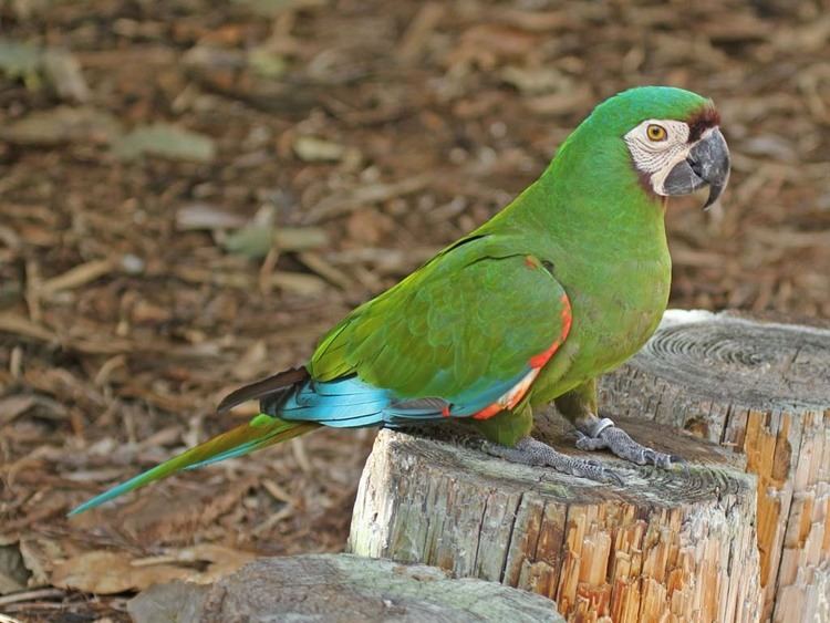 Chestnut-fronted macaw httpssmediacacheak0pinimgcomoriginalsa8