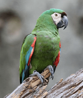 Chestnut-fronted macaw Chestnutfronted Macaw Ara severus Parrot Encyclopedia