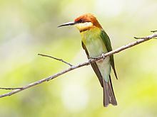 Chestnut-headed bee-eater Chestnutheaded beeeater Wikipedia
