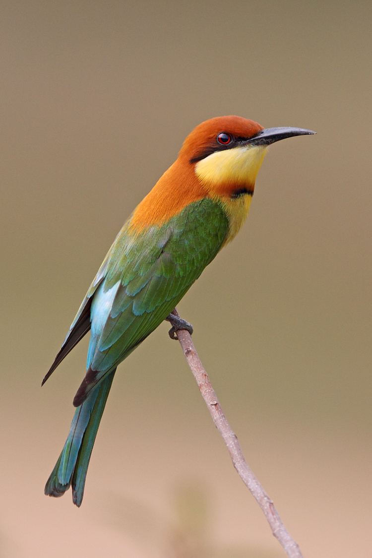Chestnut-headed bee-eater Malaysian Wildlife Photography Chestnutheaded Beeeaters nesting
