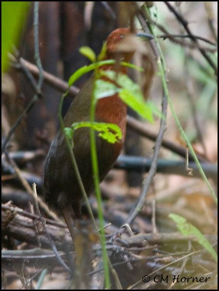 Chestnut-headed crake Mangoverde World Bird Guide Photo Page Chestnutheaded Crake