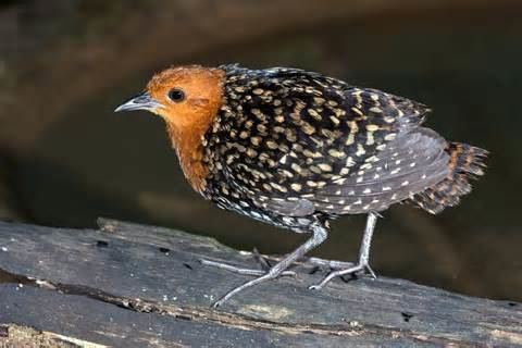 Chestnut-headed crake More on Anurolimnas castaneiceps Chestnutheaded Crake