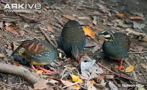 Chestnut-headed partridge More on Arborophila cambodiana Chestnutheaded Hill Partridge