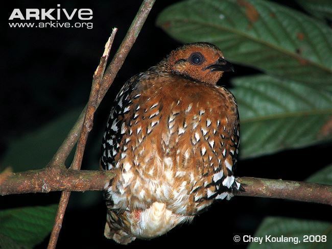 Chestnut-headed partridge Chestnutheaded partridge videos photos and facts Arborophila