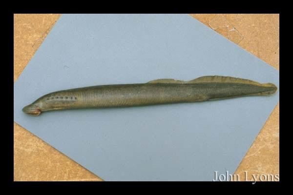 Chestnut lamprey Fish Details