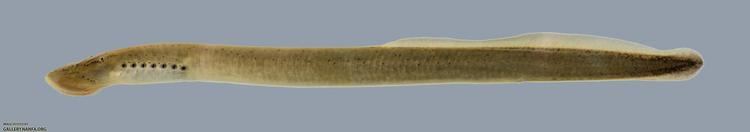 Chestnut lamprey Ichthyomyzon castaneus Chestnut Lamprey 2767