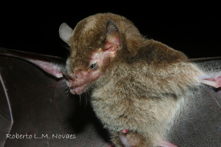 Chestnut long-tongued bat 1bpblogspotcomzCVBUZYL8dQTz2PulP8uWIAAAAAAA
