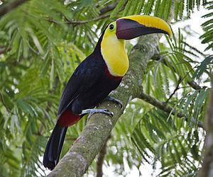 Chestnut-mandibled toucan httpsuploadwikimediaorgwikipediacommonsthu