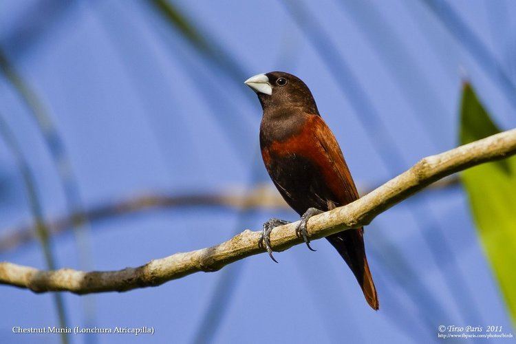 Chestnut munia Bird Photos by Tirso ParisBirds My FavoritesChestnut Munia