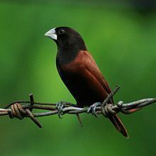 Chestnut munia Chestnut munia Wikipedia