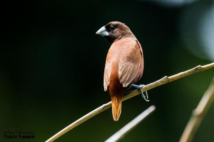 Chestnut munia Chestnut Munia Lonchura atricapilla videos photos and sound