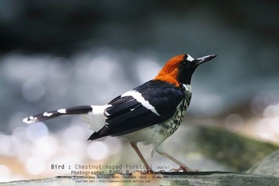 Chestnut-naped forktail Chestnutnaped Forktail BirdForum Opus
