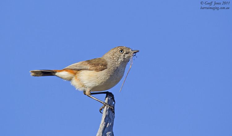 Chestnut-rumped thornbill Chestnutrumped Thornbill Acanthiza uropygialis Barraimaging