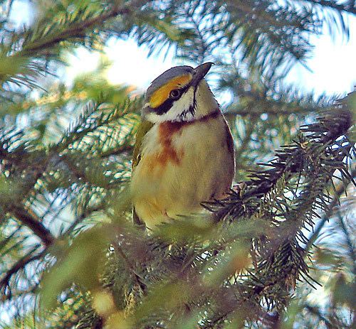 Chestnut-sided shrike-vireo BirdQuest The Ultimate in Birding Tours