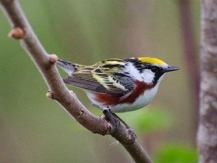 Chestnut-sided warbler httpswwwallaboutbirdsorgguidePHOTOLARGEcs