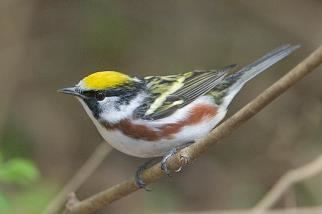 Chestnut-sided warbler Chestnutsided Warbler Whatbirdcom