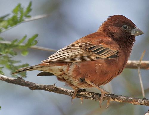 Chestnut sparrow Surfbirds Online Photo Gallery Search Results