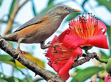 Chestnut-tailed starling Chestnuttailed starling Wikipedia