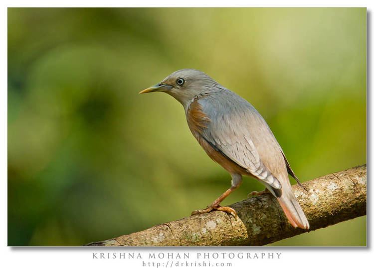 Chestnut-tailed starling Chestnuttailed Starling Krishna Mohan Photography