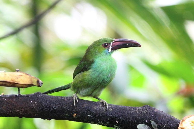 Chestnut-tipped toucanet Chestnuttipped Toucanet Aulacorhynchus derbianus Miles To The Wild