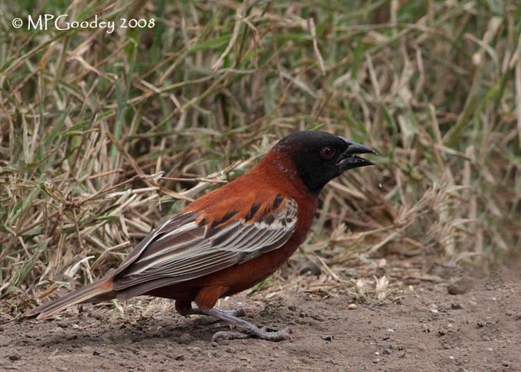 Chestnut weaver Photos of Chestnut Weaver Ploceus rubiginosus the Internet Bird