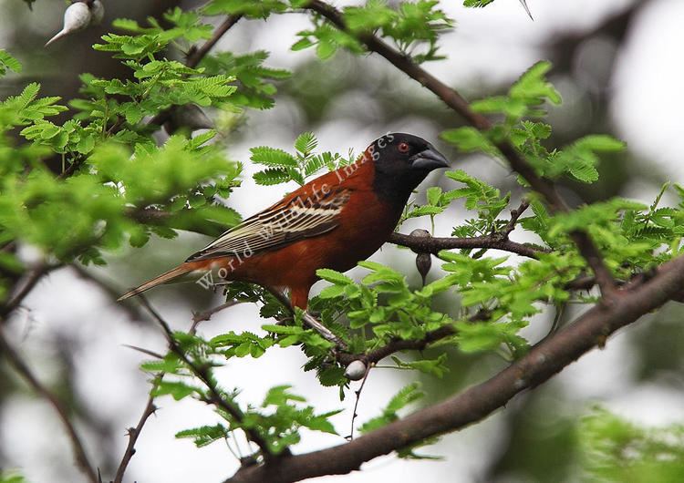 Chestnut weaver Ploceus rubiginosus Chestnut Weaver5407 c Andy amp Gill Swash