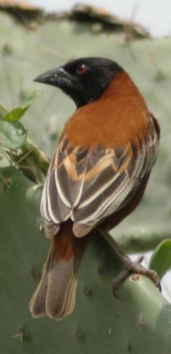 Chestnut weaver wwwbirdforumnetopusimagesthumb88429372Ches