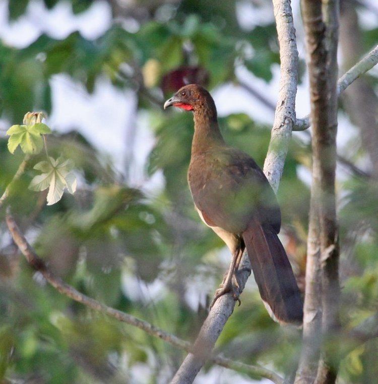 Chestnut-winged chachalaca Surfbirds Online Photo Gallery Search Results