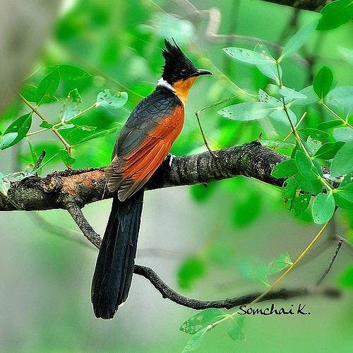 Chestnut-winged cuckoo farm4staticflickrcom339734928074958b63e4e467