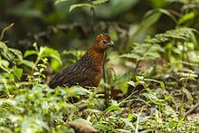 Chestnut wood quail httpsuploadwikimediaorgwikipediacommonsthu