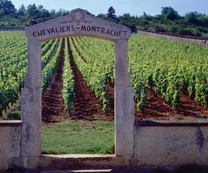 Chevalier-Montrachet ChevalierMontrachet Wine Region