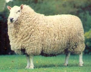 Cheviot sheep CHEVIOT SHEEP