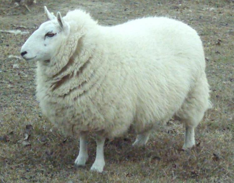 Cheviot sheep PamKeatAdjpg